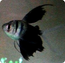 BLACK LONG FIN TETRA - QUANTITY OF 12